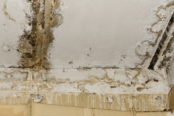 Professional Mold Removal in Sparta, MI