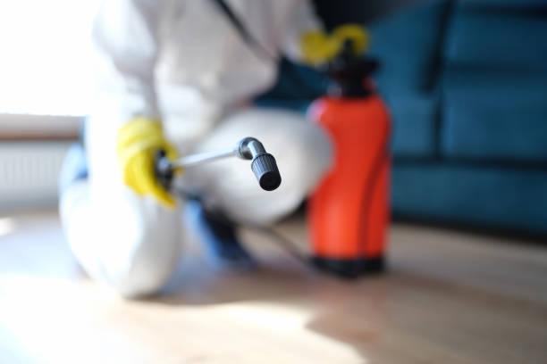Best Basement Mold Removal  in Sparta, MI