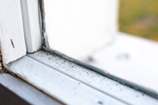 Best Mold-Related Health Consultation  in Sparta, MI
