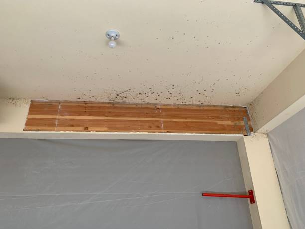 Best Emergency Mold Remediation  in Sparta, MI